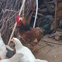 Gallo