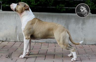 Femmina di Amstaff di 5 anni