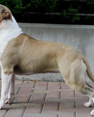 Femmina di Amstaff di 5 anni