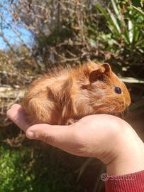 Porcellino d'india o cavia peruviana