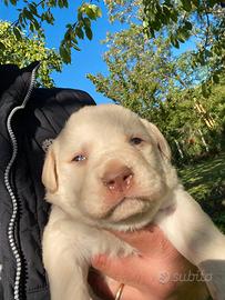 Labrador X lagotto