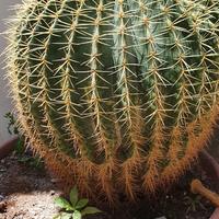 cuscino della suocera 