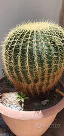 cuscino della suocera 