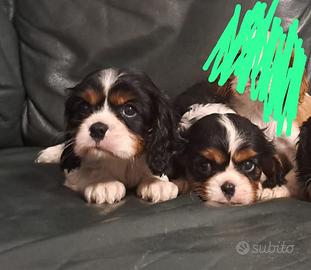 Cuccioli di cavalier king Charles spaniel