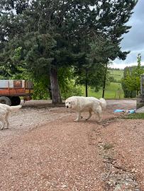 Cuccioli Pastore Maremmano