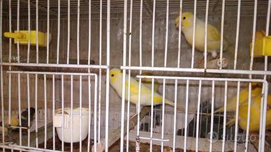 Canarini gialli mosaico