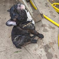 Cuccioli di Bulldog francese