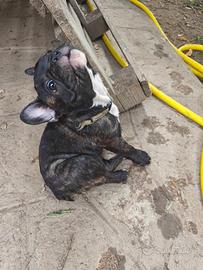 Cuccioli di Bulldog francese