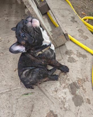 Cuccioli di Bulldog francese
