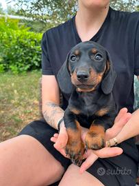 Splendidi Cuccioli di Bassotto Tedesco