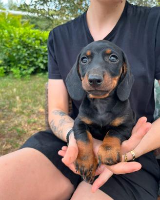 Splendidi Cuccioli di Bassotto Tedesco
