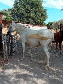 Cavalla