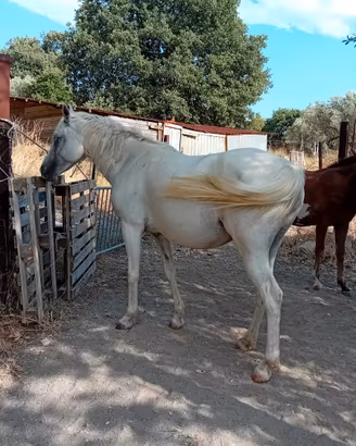 Cavalla