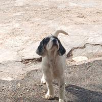 Cuccioli di setter inglese