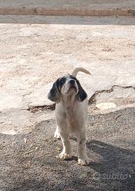 Cuccioli di setter inglese