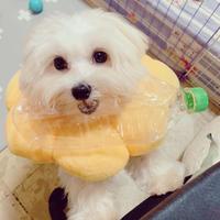 Cuccioli di razza maltese