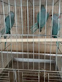 Parrocchetti dal collare