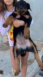 Cuccioli di Rottweiler