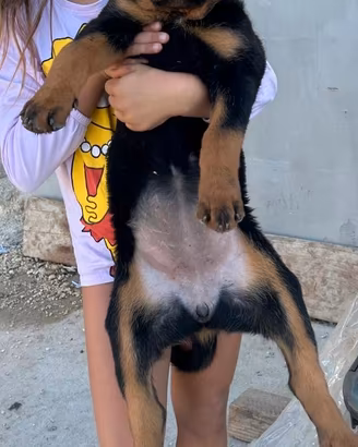 Cuccioli di Rottweiler