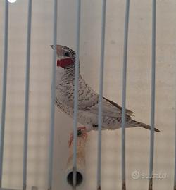 Uccelli