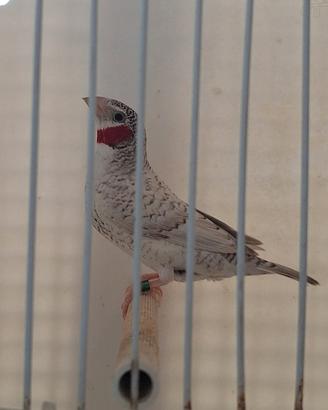 Uccelli