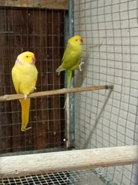 Coppia parrocchetti dal collare