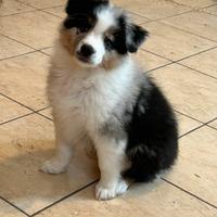 Australian Shepherd pedigree Enci