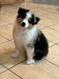 Australian Shepherd pedigree Enci
