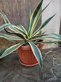 Agave Americana