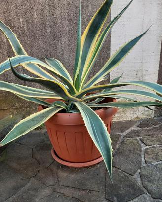 Agave Americana