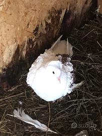 Piccioni ricciuti frillback