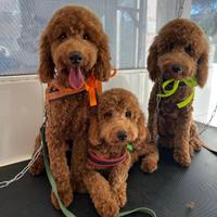 Cuccioli barboncini toy color ruggine