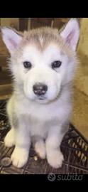 Cuccioli Husky