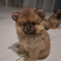 Cuccioli spitz