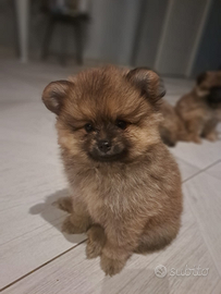 Cuccioli spitz