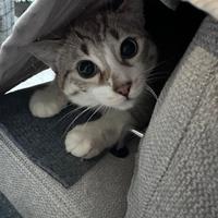 Sitting Gatti