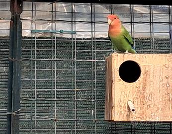 Inseparabili e quaglie cinesi in mutazione