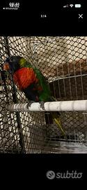 Lory arcobaleno