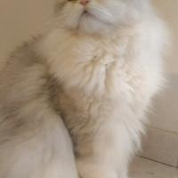 Gatto persiano per accoppiamento