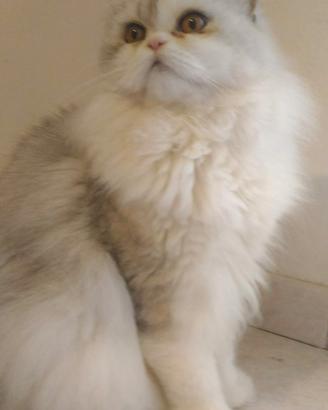 Gatto persiano per accoppiamento
