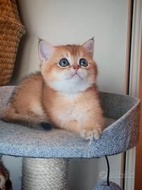 Cucciolo Gatto
