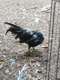 Galline ornamentali