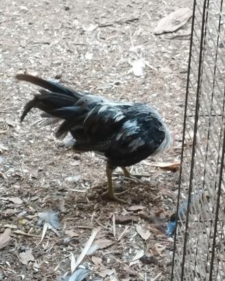 Galline ornamentali