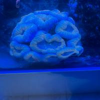 Aquario marino 400 l Red Sea