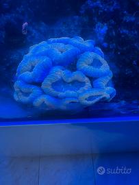 Aquario marino 400 l Red Sea