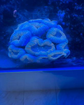 Aquario marino 400 l Red Sea