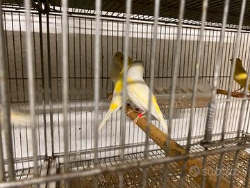 Canarini e cardinalini