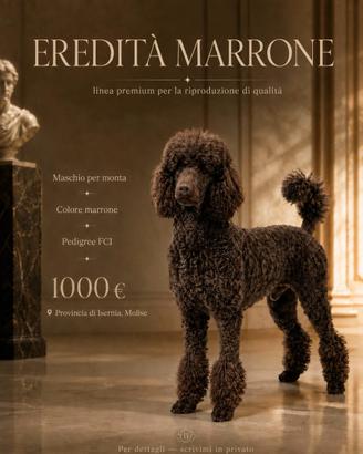 Barbone maschio marrone disponibile per monta