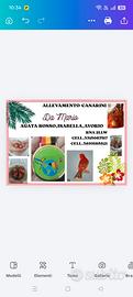 Canarini agata rosso intenso e brinato