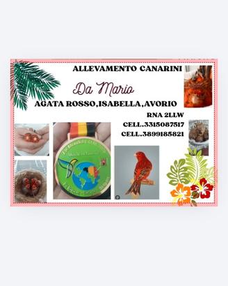 Canarini agata rosso intenso e brinato